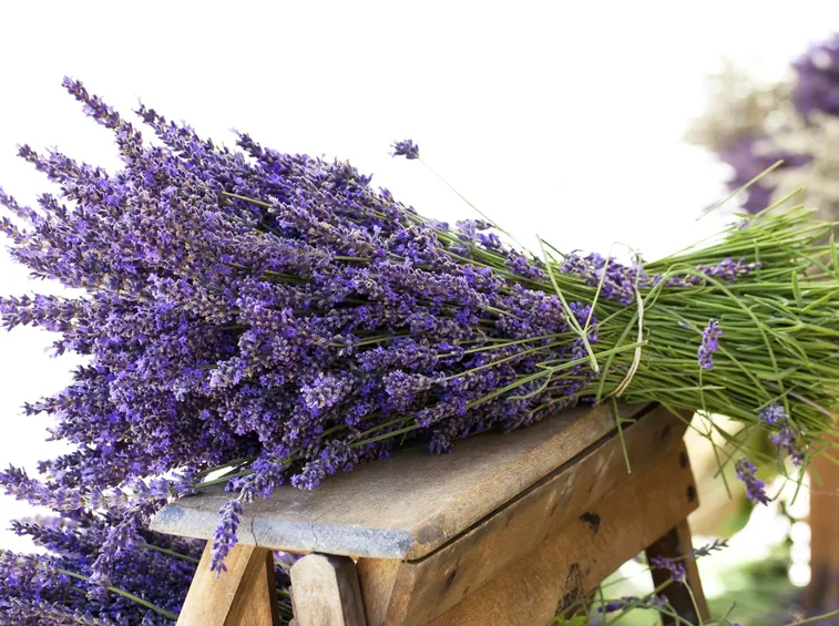 Un mazzetto di fiori di lavanda