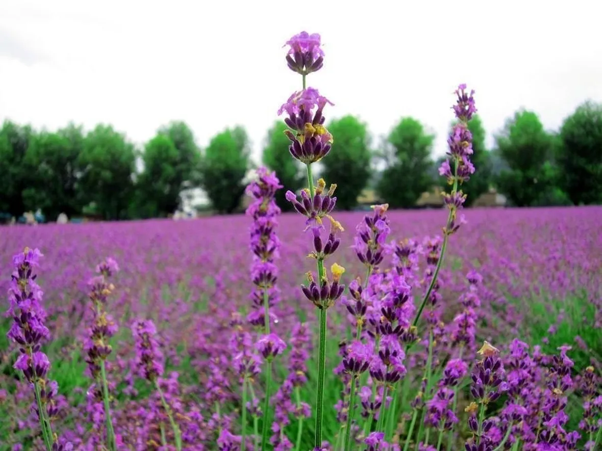 Una pianta di lavanda