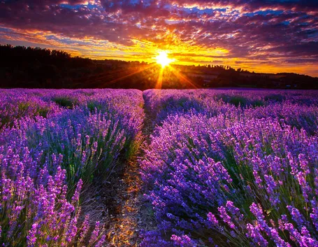 Campo di lavanda