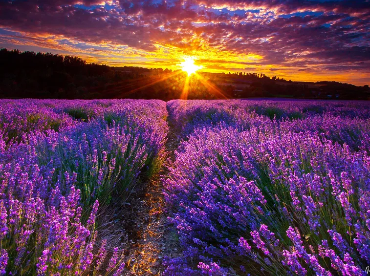 Campo di lavanda