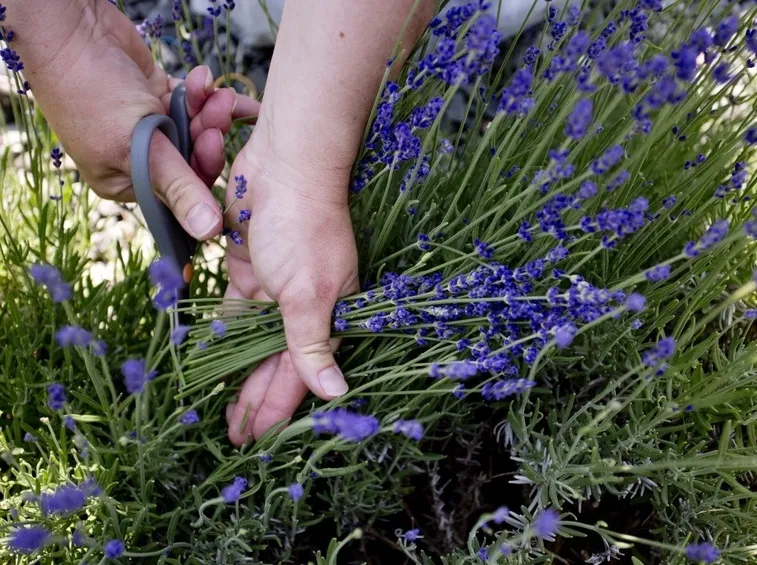 Raccolta della lavanda