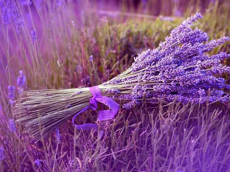 Mazzo di lavanda