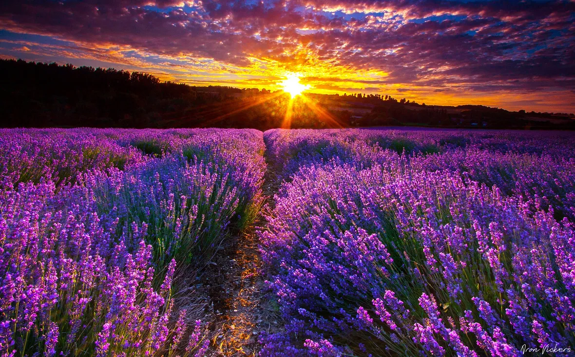 Campo di lavanda