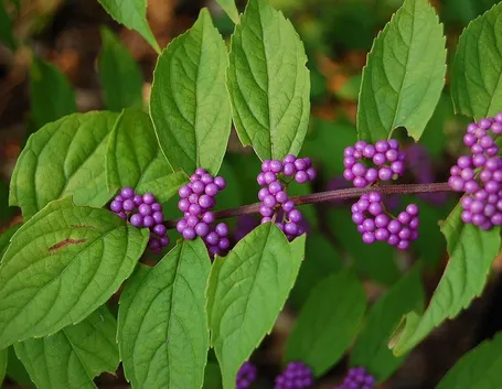 Un esemplare di callicarpa