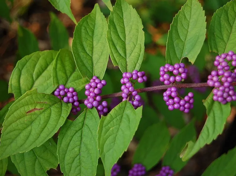 Un esemplare di callicarpa