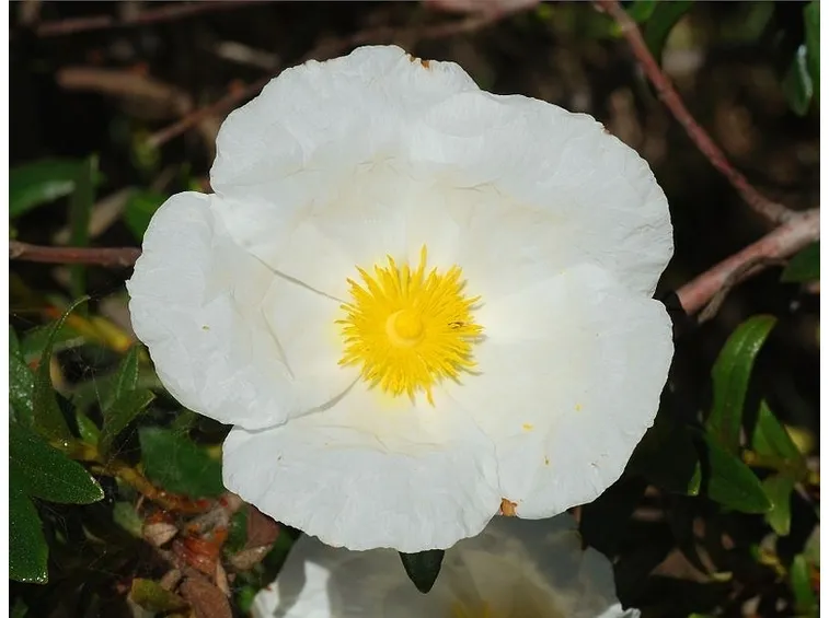 Un fiore di cisto