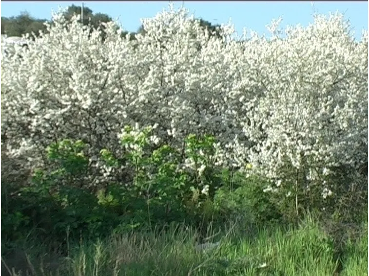 Un esemplare di biancospino