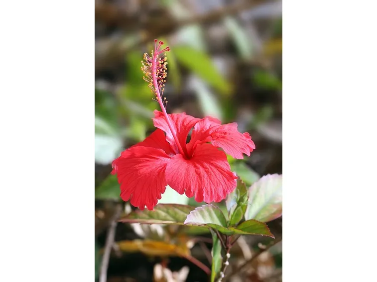 Un fiore di ibisco