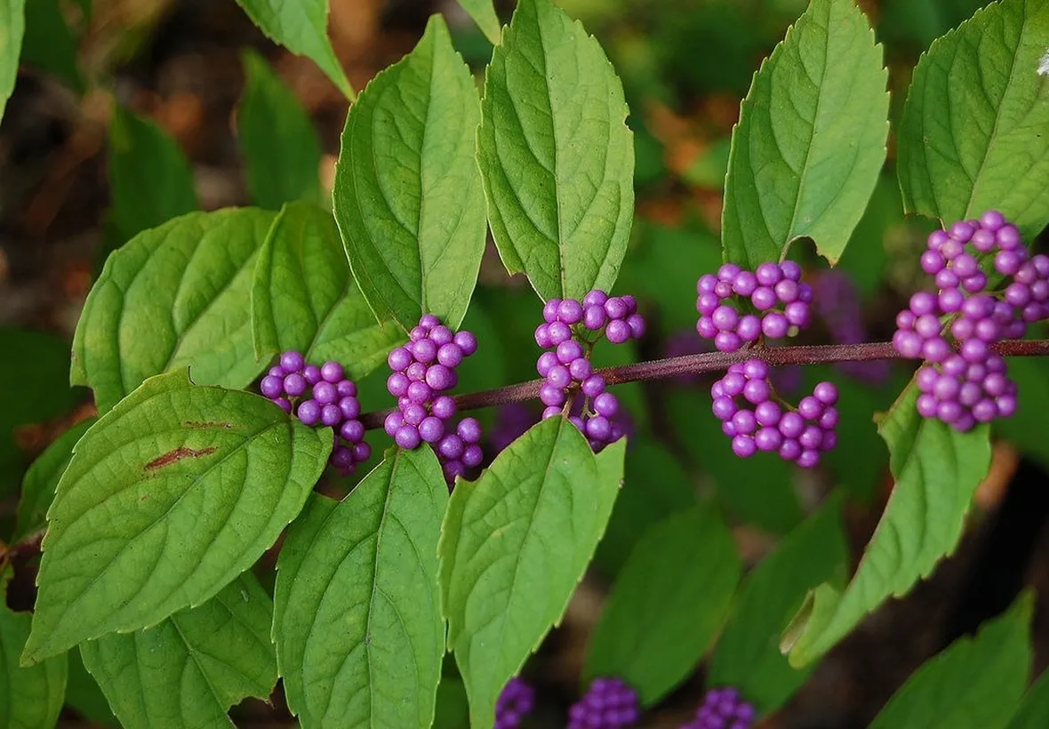 Un esemplare di callicarpa