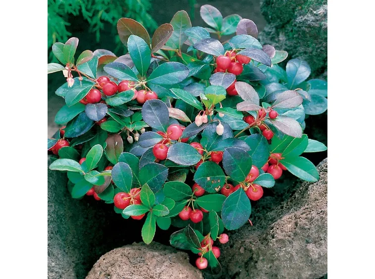 Gaultheria