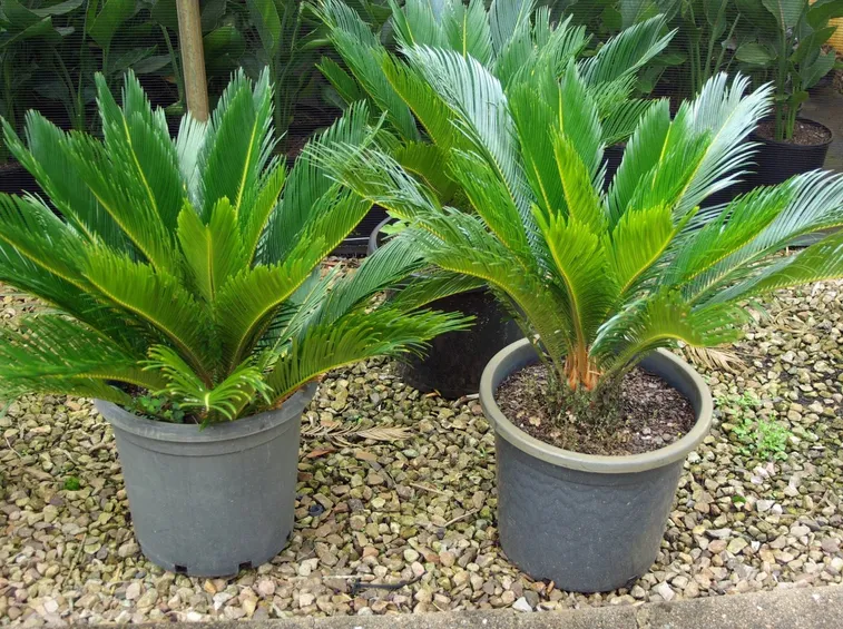 pianta di cycas