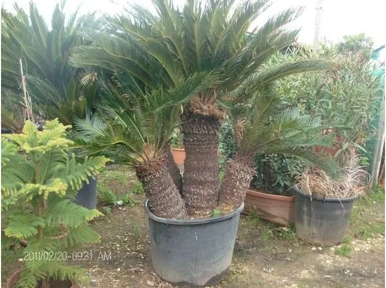 una cycas in vaso