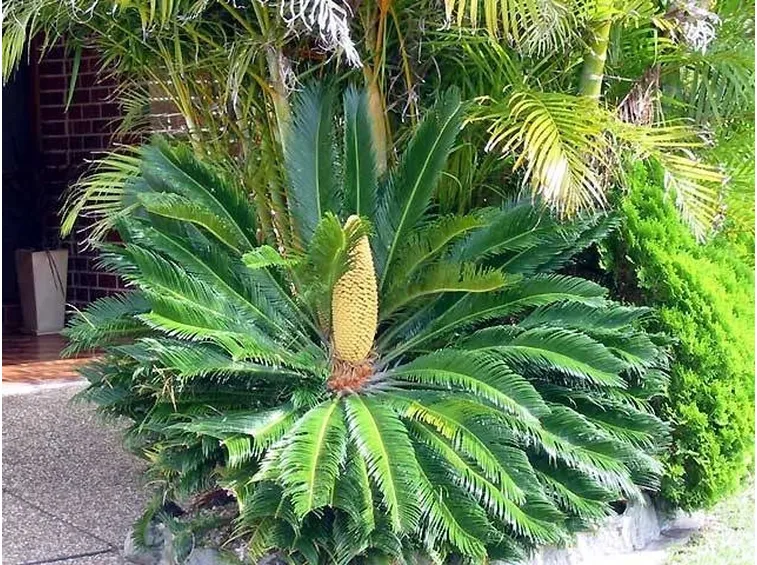 cycas revoluta