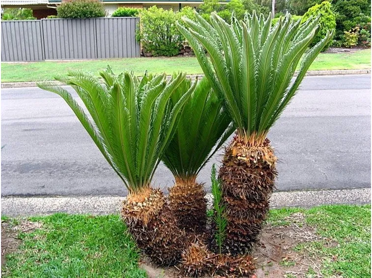 cycas in aiuole all'aperto
