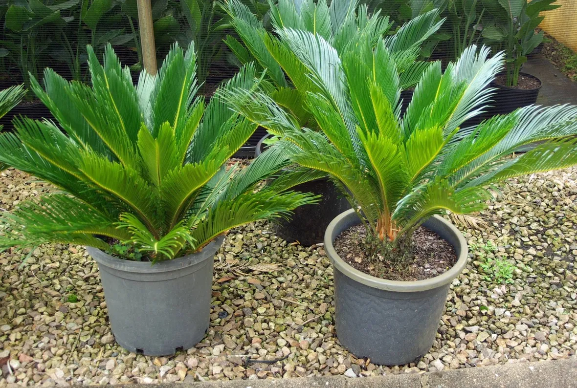 pianta di cycas