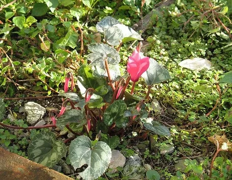 pianta di ciclamino
