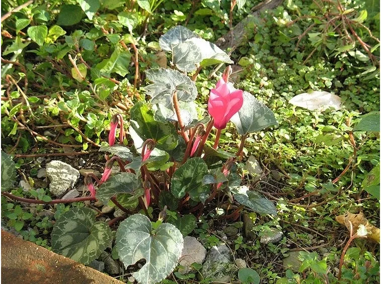 pianta di ciclamino