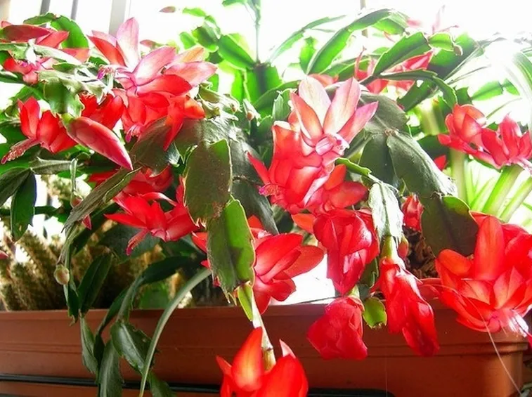 cactus di Natale