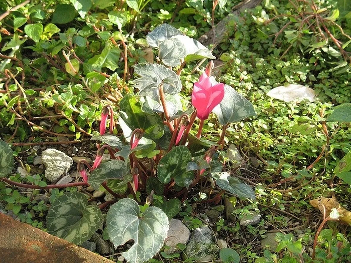 pianta di ciclamino