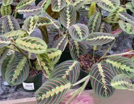 Maranta