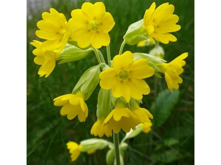Primula