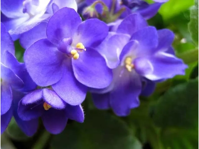 Viola Mammola