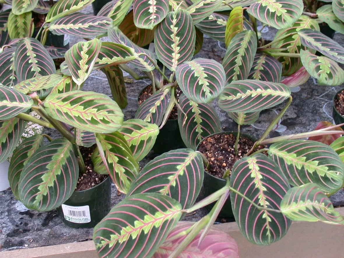 Maranta