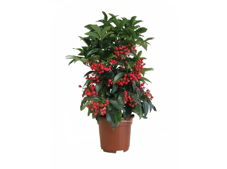 Ardisia Crenata