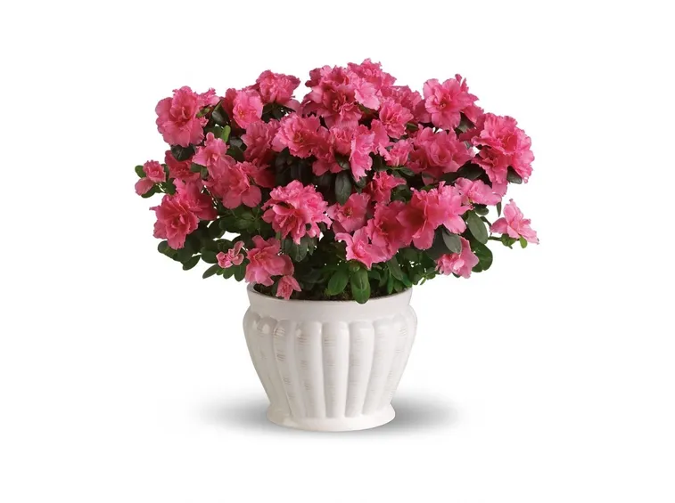 Azalea fiorita