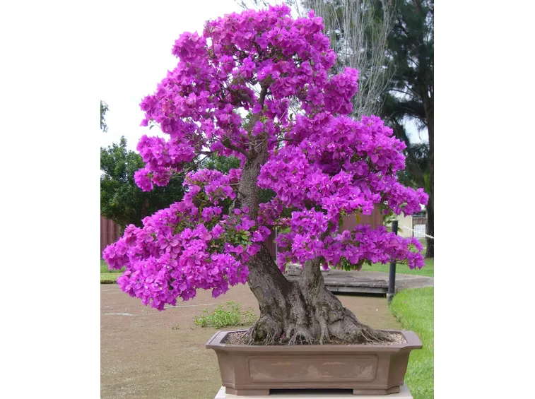 Bonsai di Bouganville
