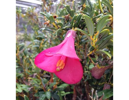 Fiore della pianta di Philesia