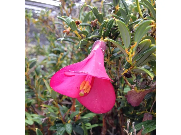 Fiore della pianta di Philesia