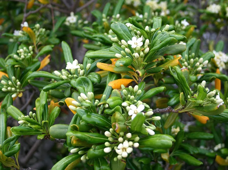 Foglie e fiori della pianta di Pittosporo