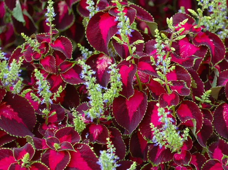 Foglie e fiori della pianta di Coleus