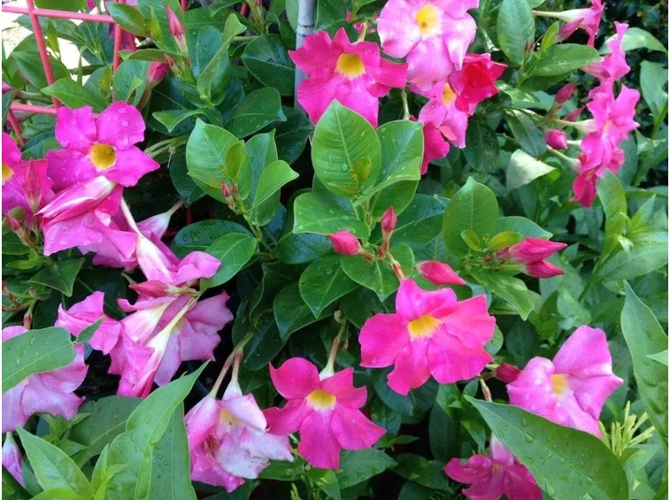 Fiori rosa della pianta di Dipladenia