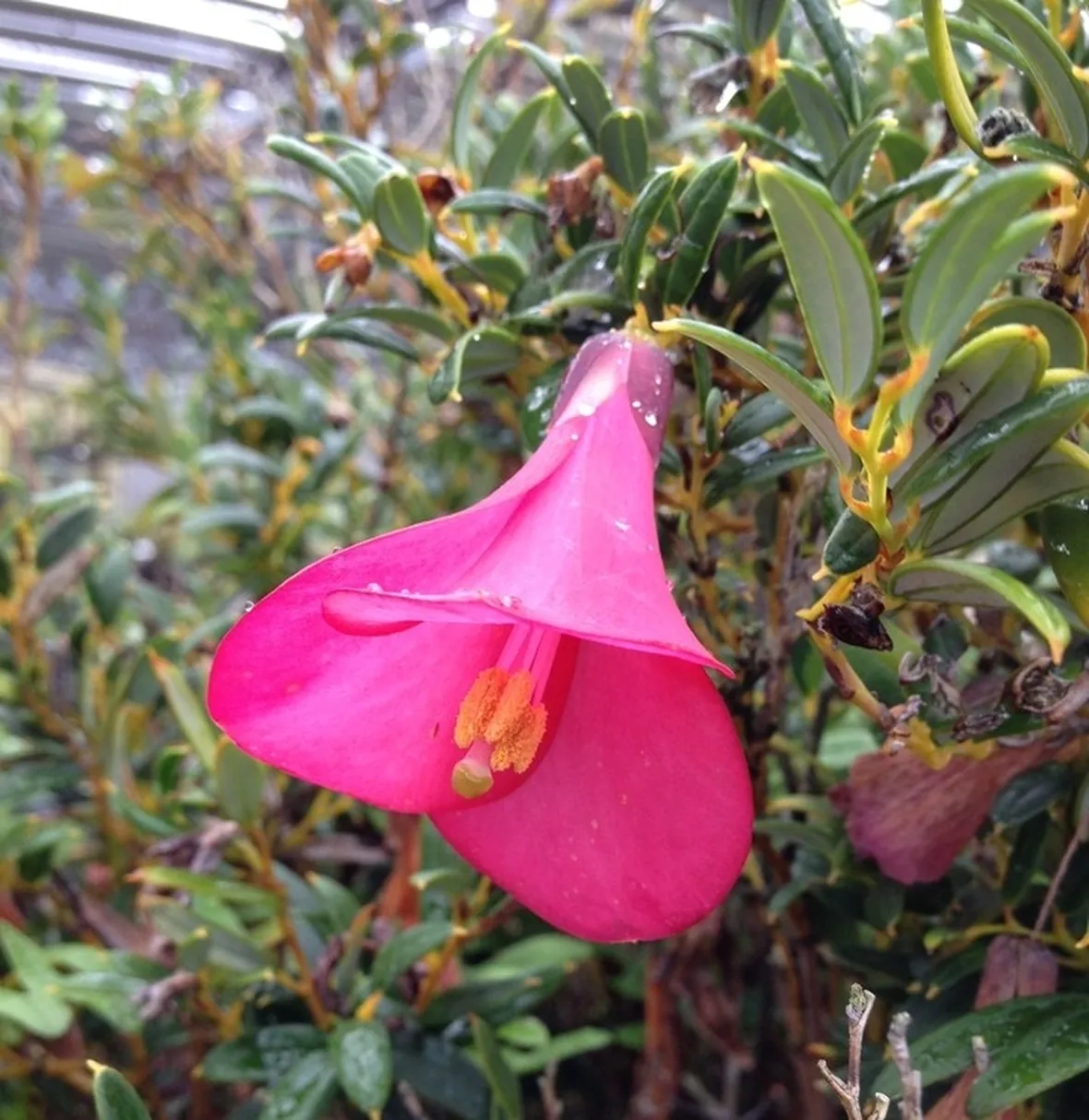 Fiore della pianta di Philesia