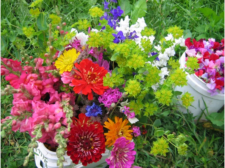 Piante da fiori in giardino
