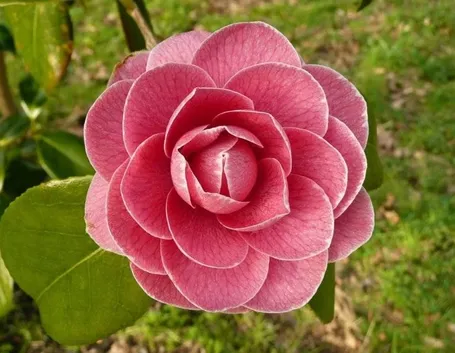 Fiore di camelia