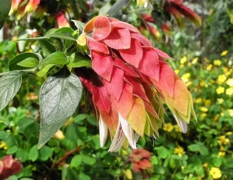 Infiorescenza della pianta di Beloperone