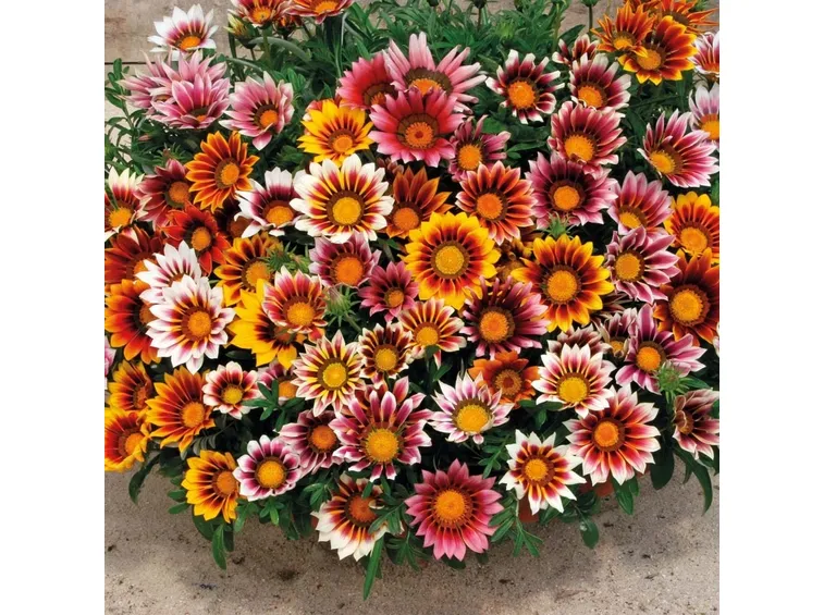 Fiori colorati di Gazania