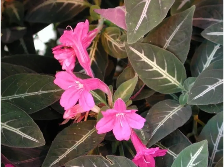 Foglie e fiori di Ruellia makoyana
