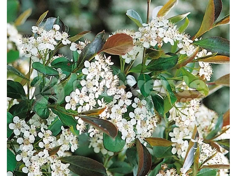 Foglie e bacche di Aronia melanocarpa