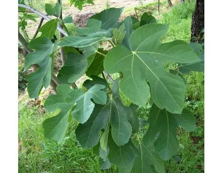 Il fico con foglie e frutto