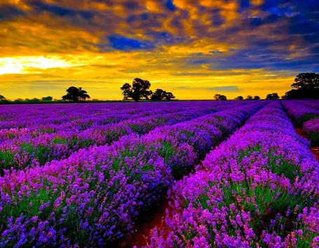 Campo di piante di lavanda in Francia