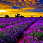 Campo di piante di lavanda in Francia
