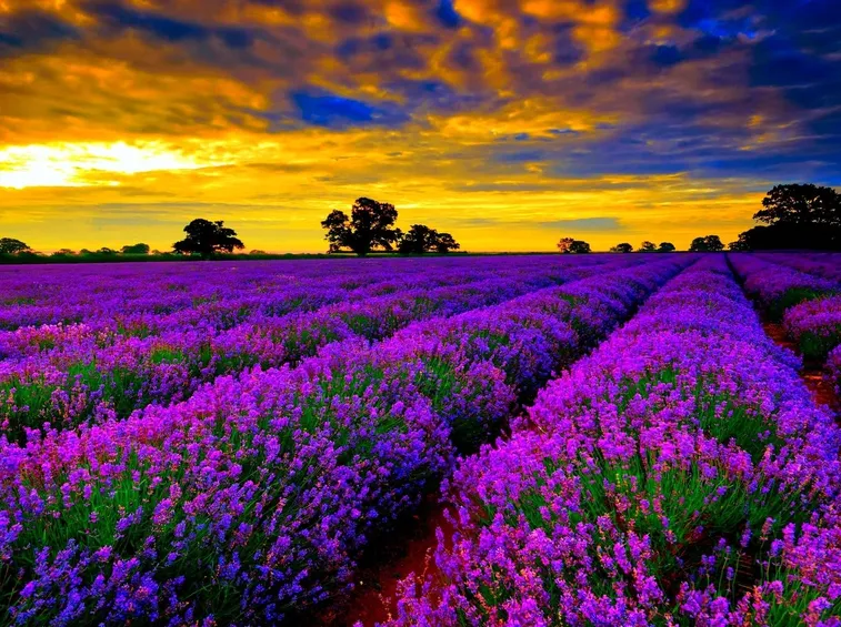 Campo di piante di lavanda in Francia