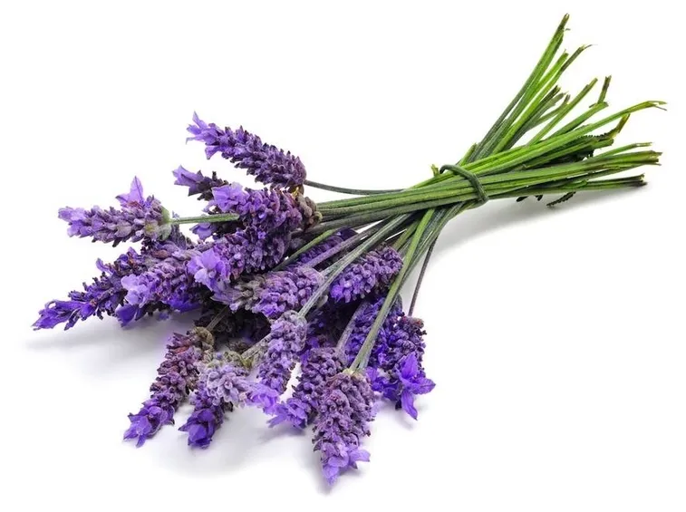 Mazzo di spighe di lavanda