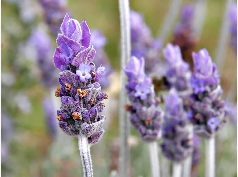 Infiorescenza di lavanda