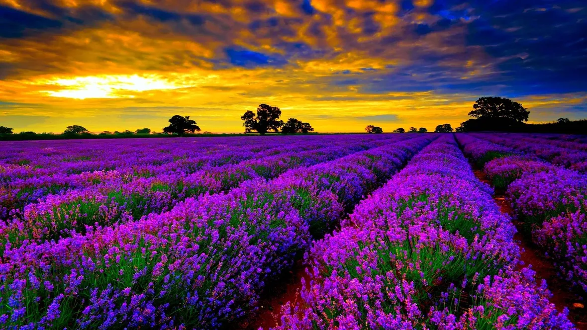 Campo di piante di lavanda in Francia