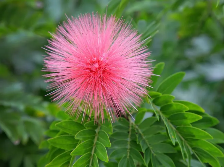 fiore bellissimo